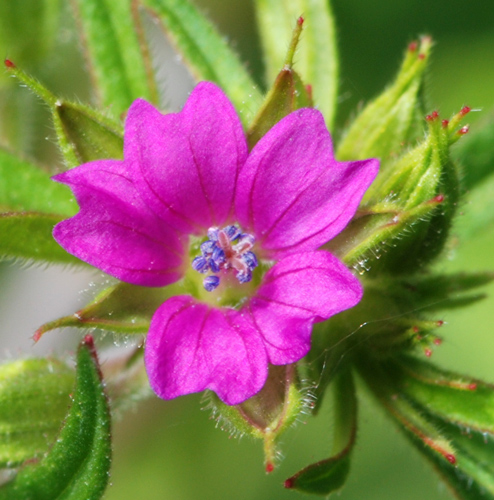 Geranium spp. a confronto (specie montane)